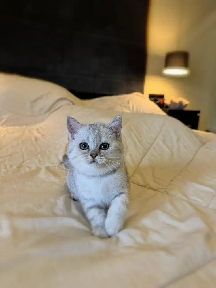 kucing bsh british shorthair