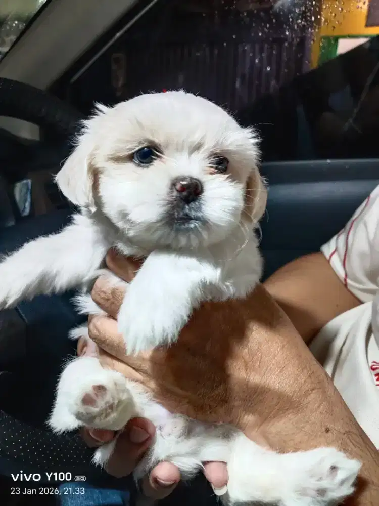 Jual Anjing shitzu mix umur 1,5bulan