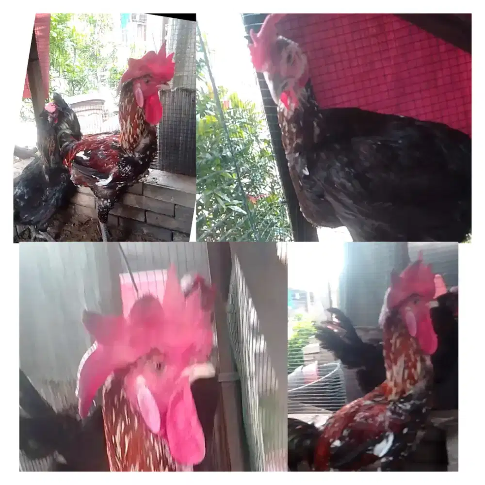 Ayam pelung paket 1jantan 2betina