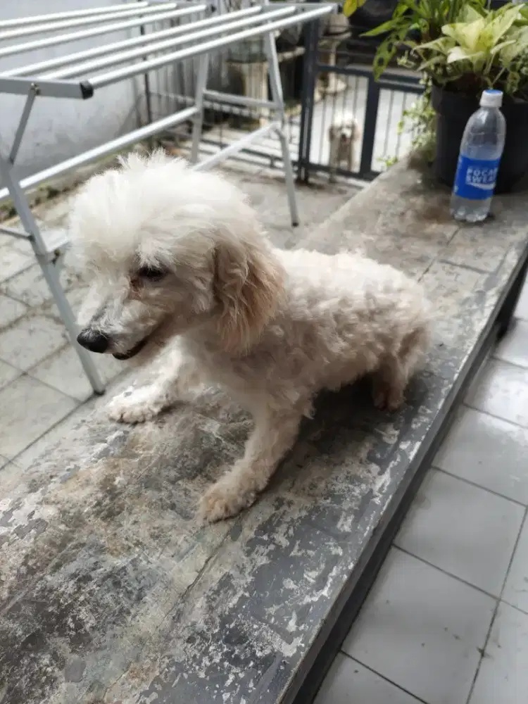 Induk Poodle betina free kandang