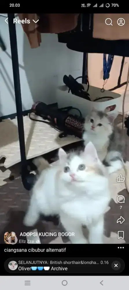 persia betina cantik