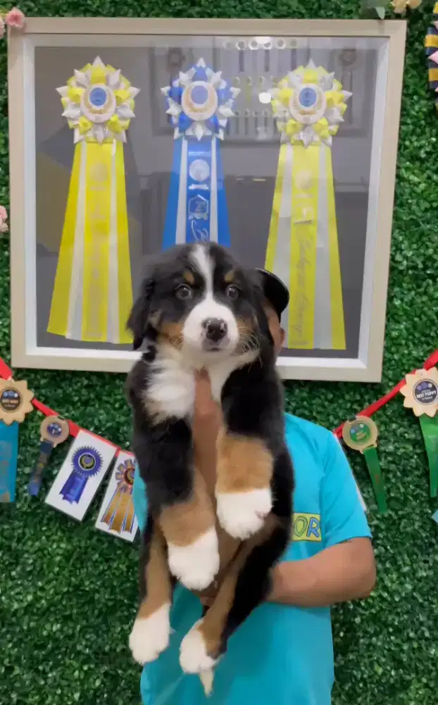 BERNESE jantan stambum