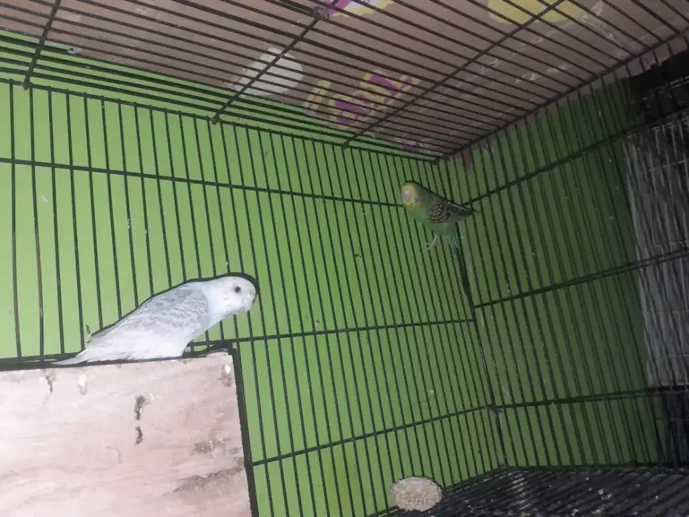 Parkit 1 pasang muda