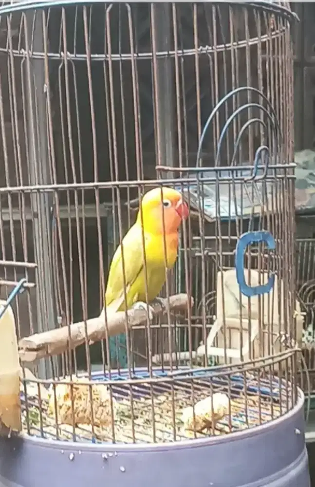 Di jual burung lovebird paud nuktok nego