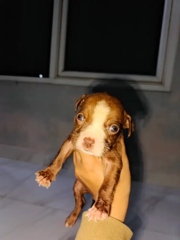 PITBULL MEDIUM BETINA