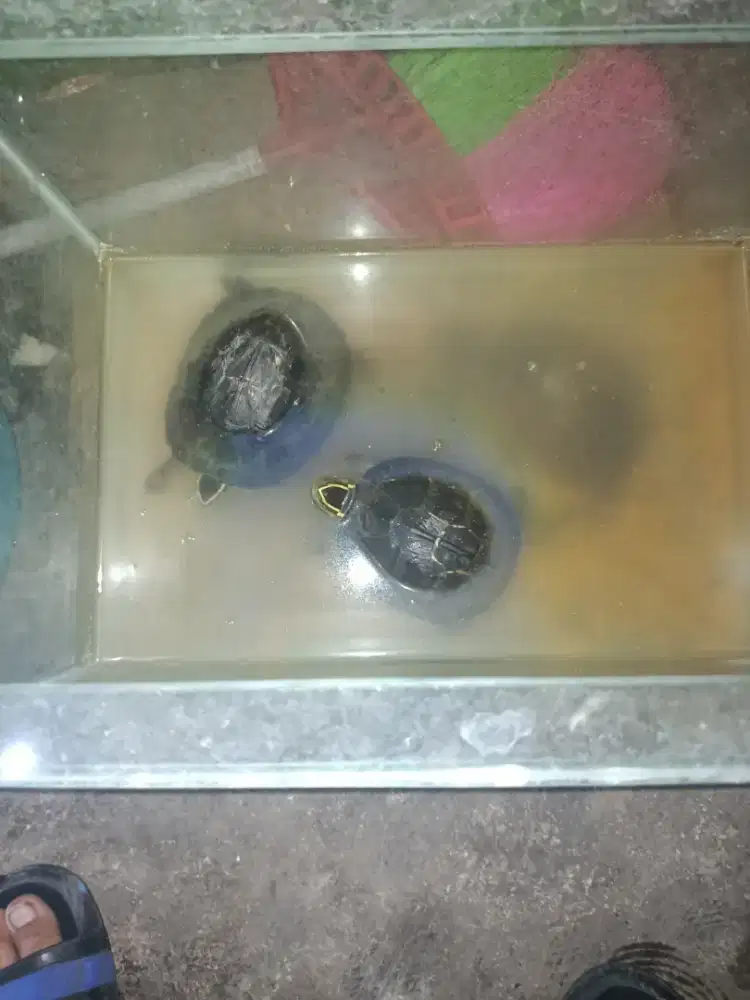 Dijual kura Ambon sepasang Jeung aquarium
