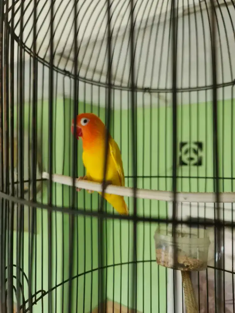 Jual Burung Love Bird Biola Warna Kuning