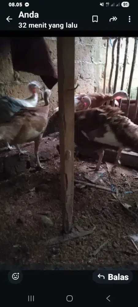 Jual ayam kalkun umur 1 tahun yang bini 1 ekor rp 150.000