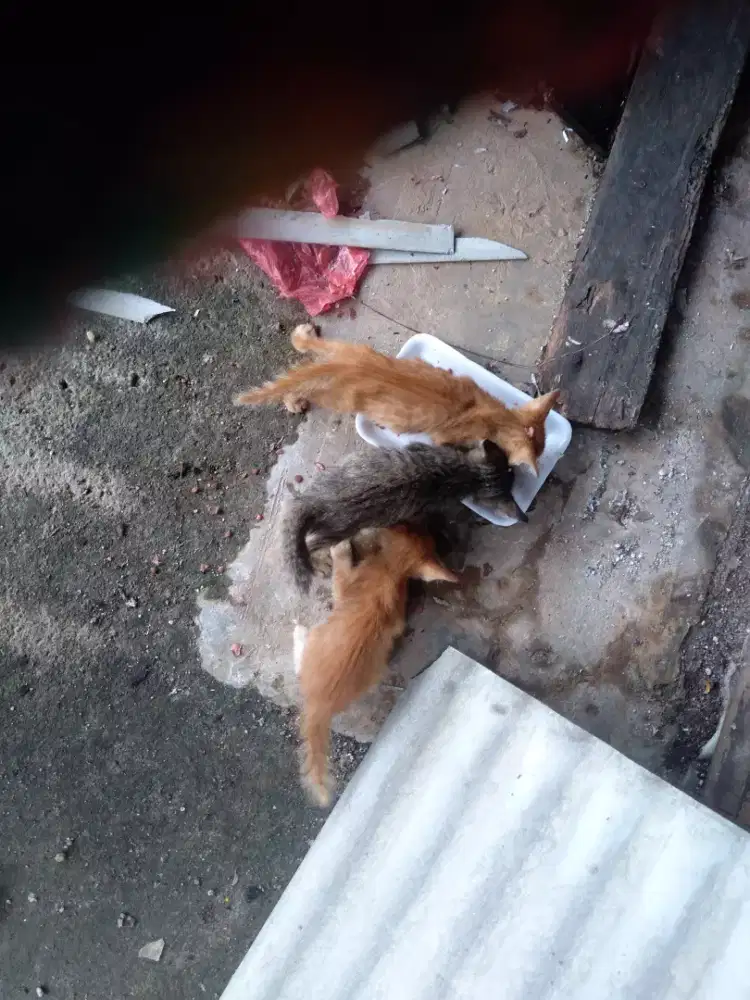 Urgent. Anak kucing dibuang orang.