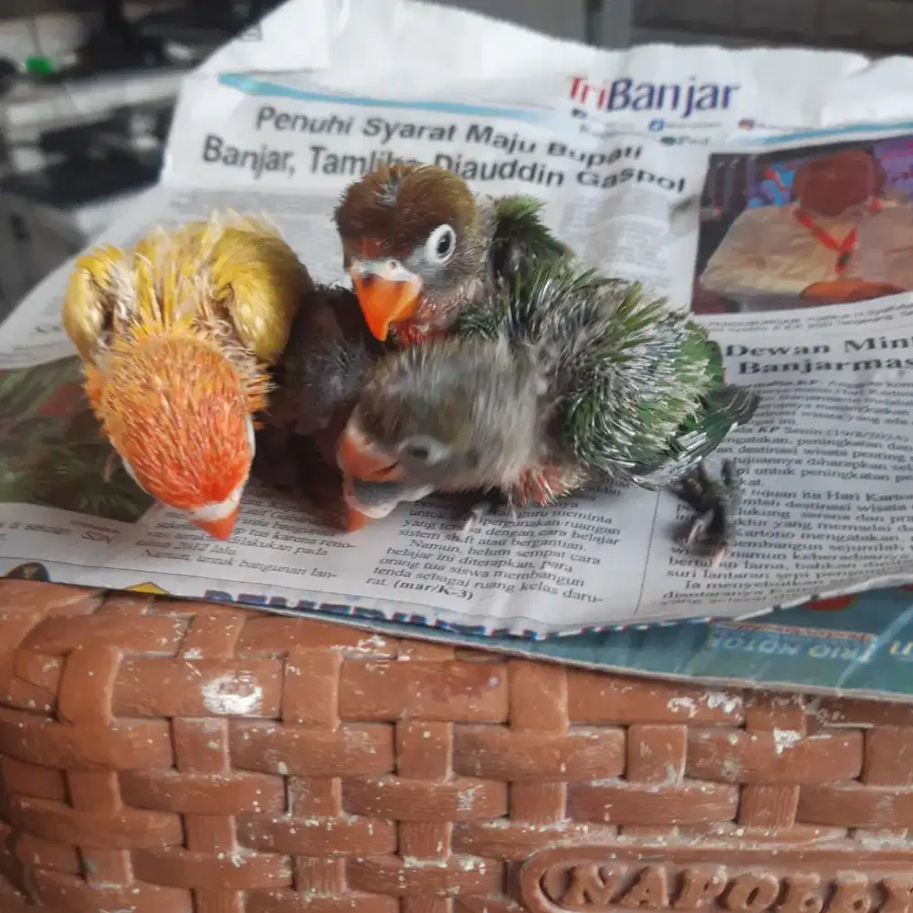 Lovebird Anak Lolohan