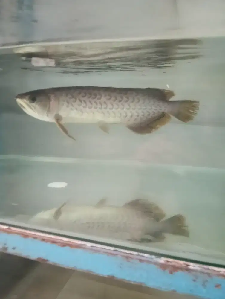 Ikan arwana red banjar