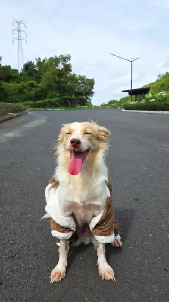 Pet sitter, grooming, pet trainer, pet photographer