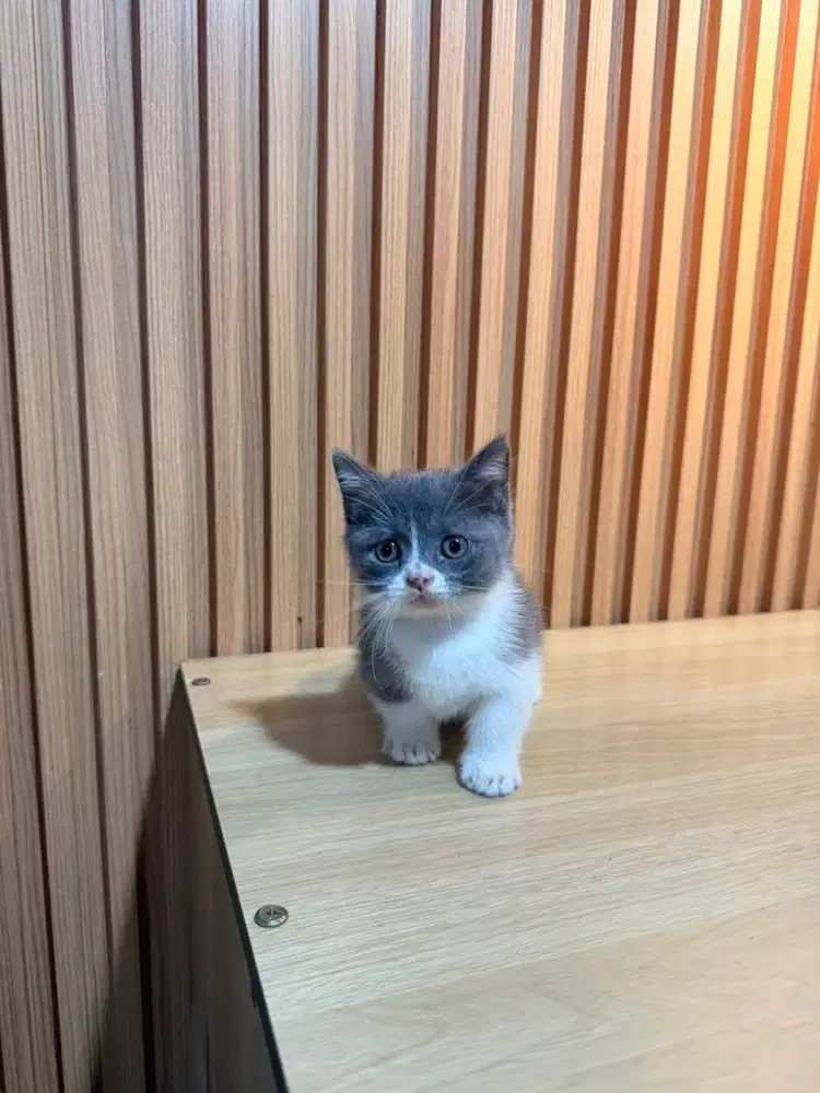 BSH munchkin bicolor