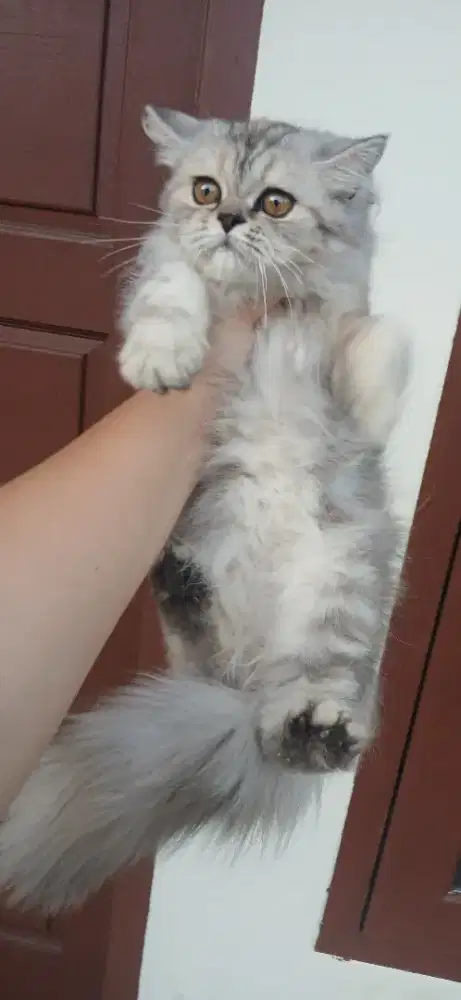 Kitten persia betina