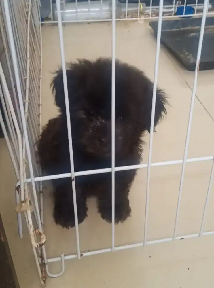 Anak anjing SHIPO Black Nett