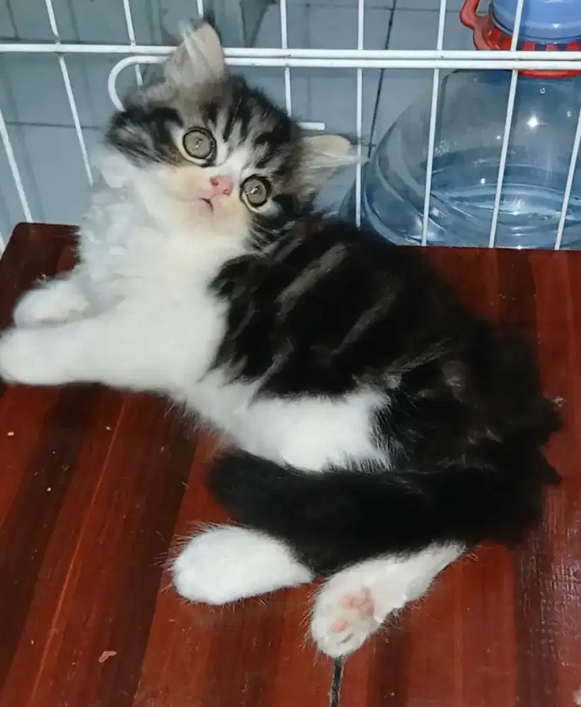 Kitten persia marbel