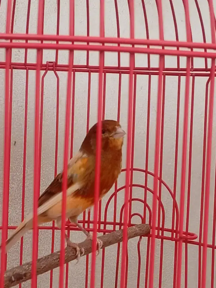 Kenari gacor suara  panjang