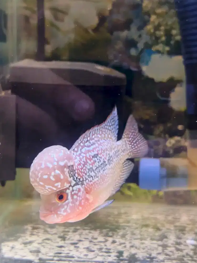 Ikan Louhan SRD (Ukrn 4 Jari, CilNong) Kecil Jenong