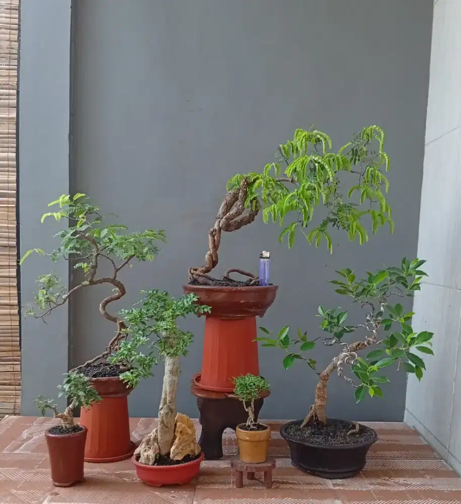 Bonsai hias mini murah