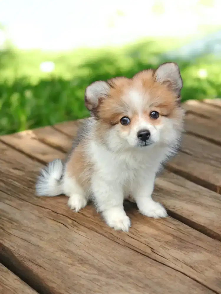 Puppy Pom betina