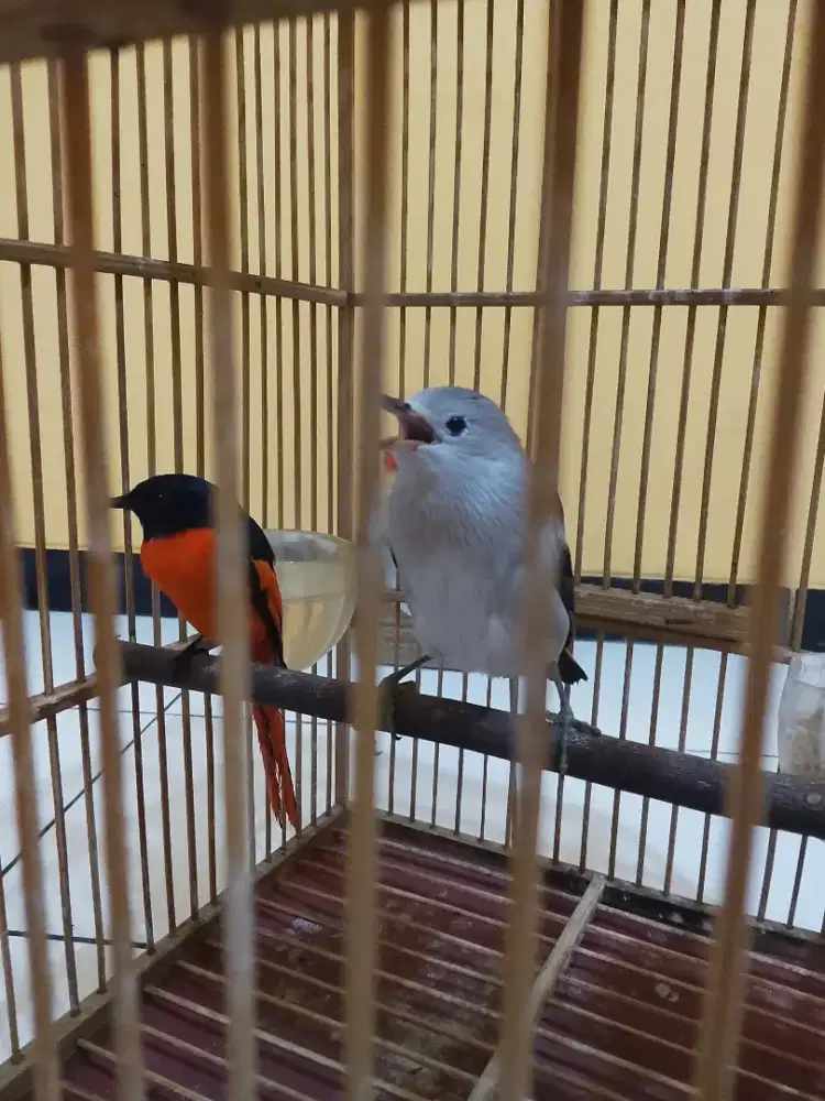 Burung Mantenan dan jalak kapas bonus 1 kurung