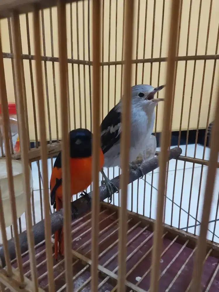 Burung mantenan dan jalak Kapas bonus 1 kurung