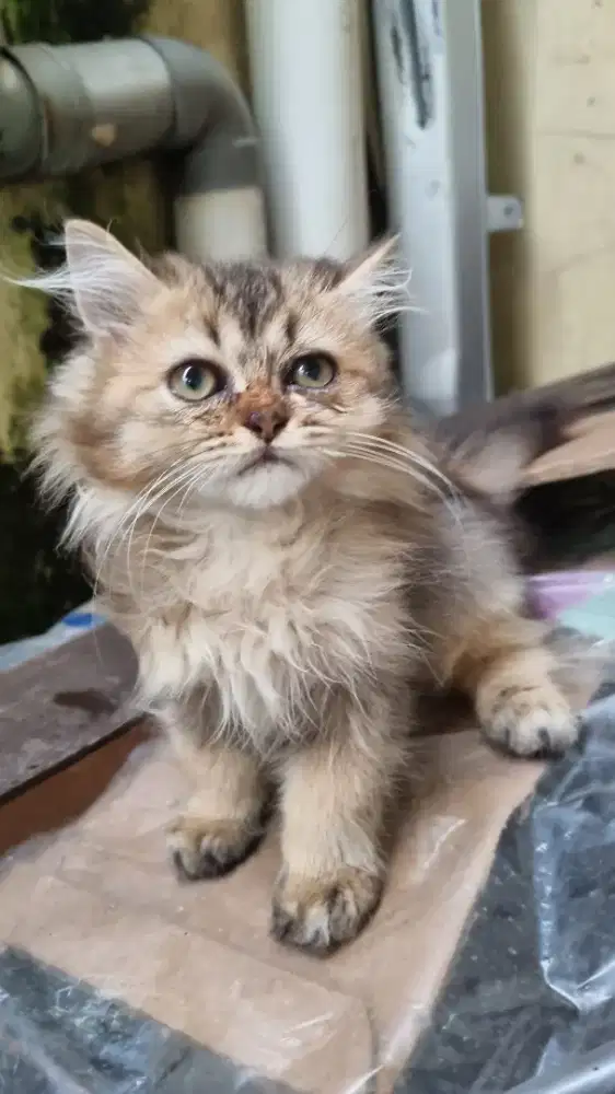 Persia jantan 3 bulan