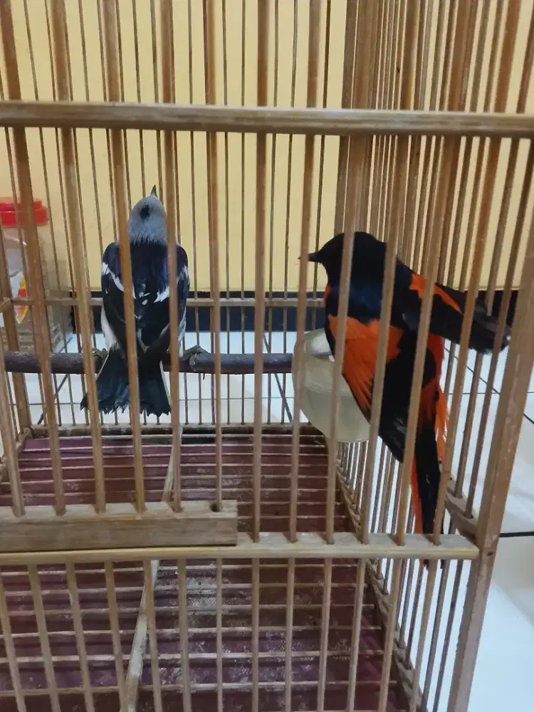 Burung Mantenan dan jalak kapas bonus 1 kurung