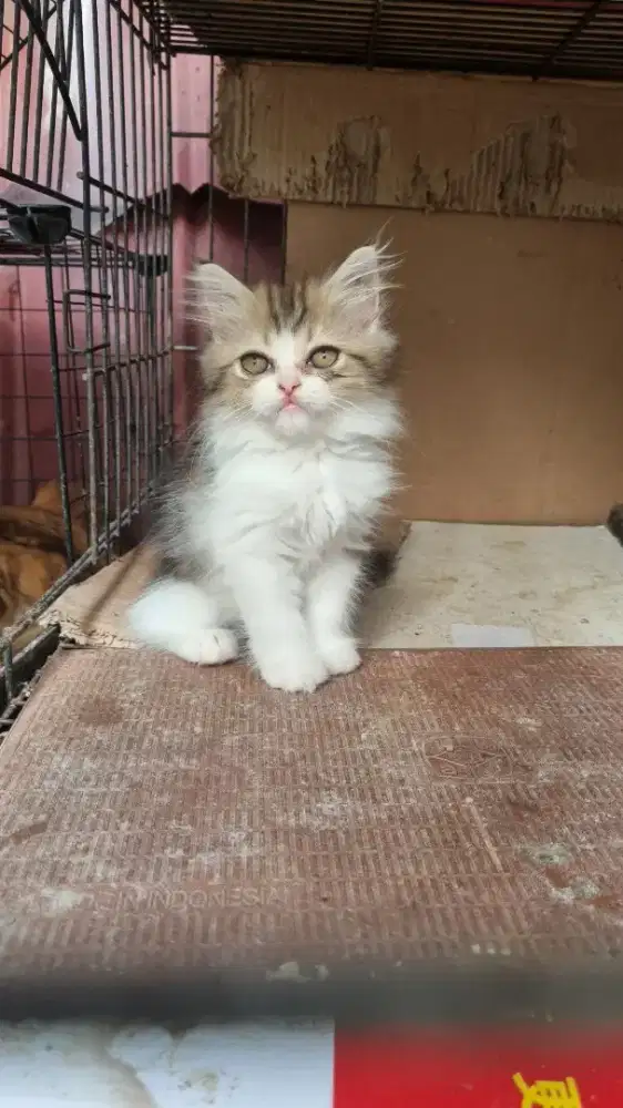 Persia jantan 3 bulan