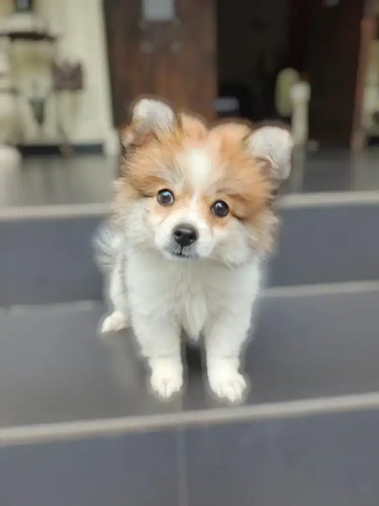 Puppy Pom gemoy dan cebol