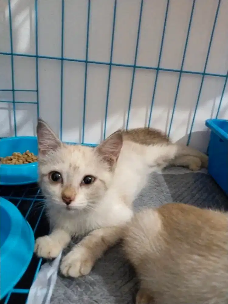 Siam seal point betina