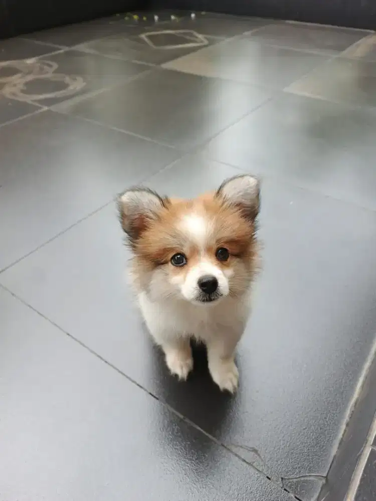 Puppy Pom betina cantik