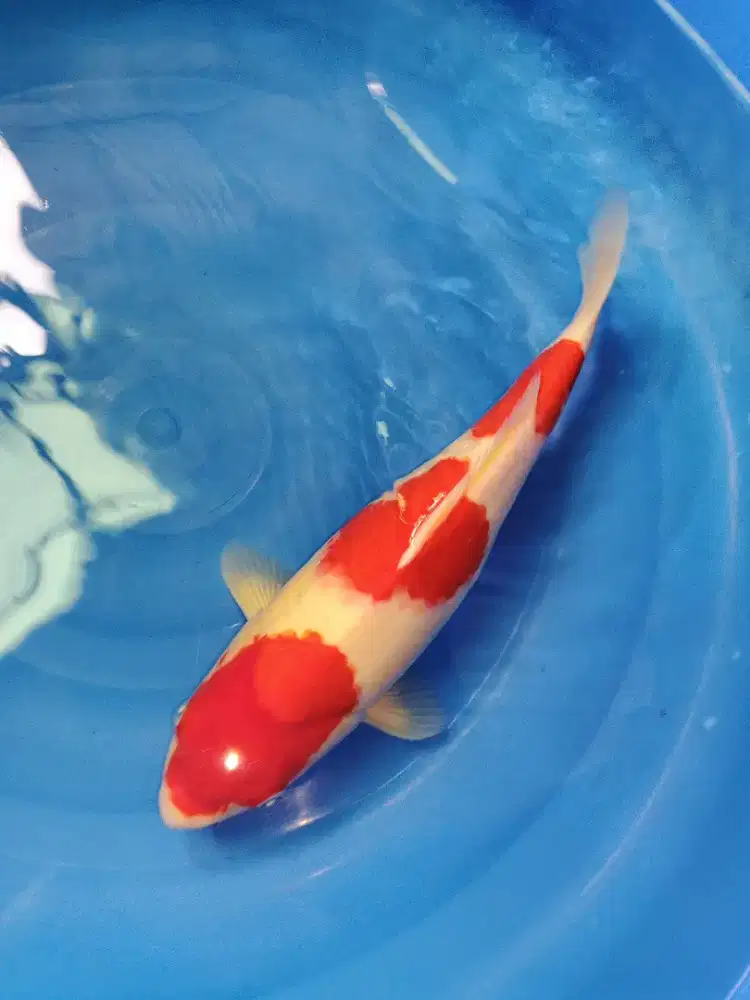 Koi Kohaku 3 Step Original