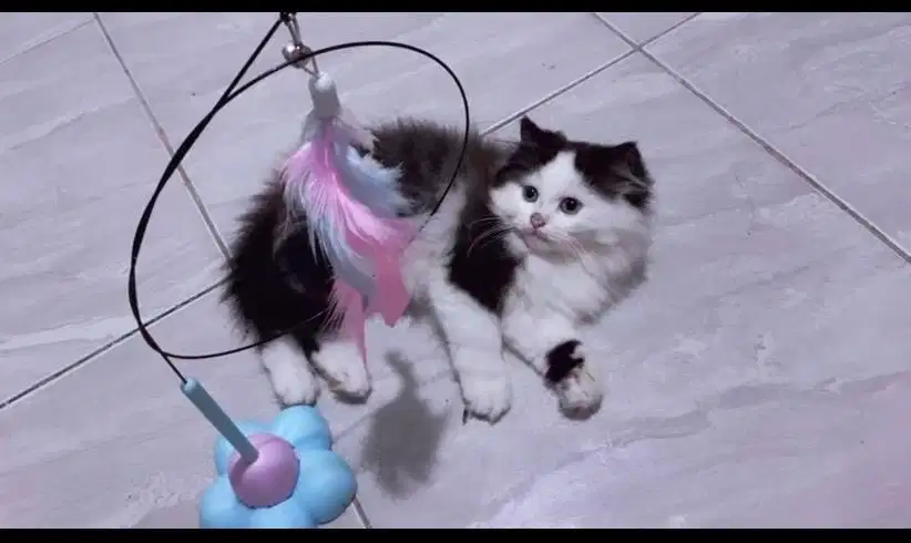 Kucing persiaann batman jantan A10