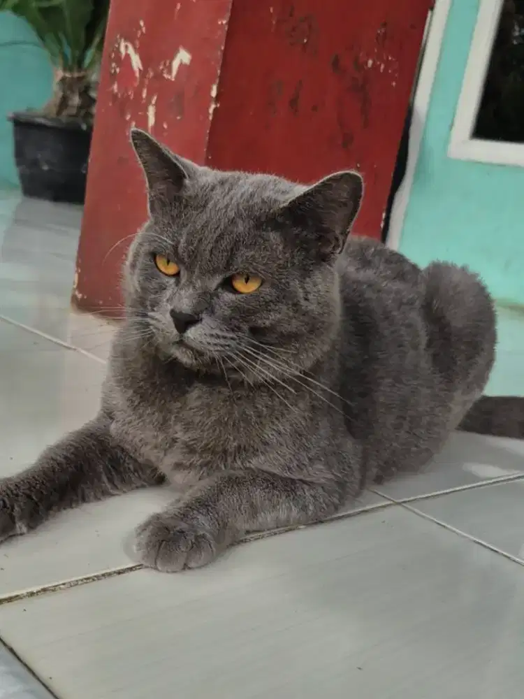 Jual cepat Kucing BSH Jantan umur 1th lebih