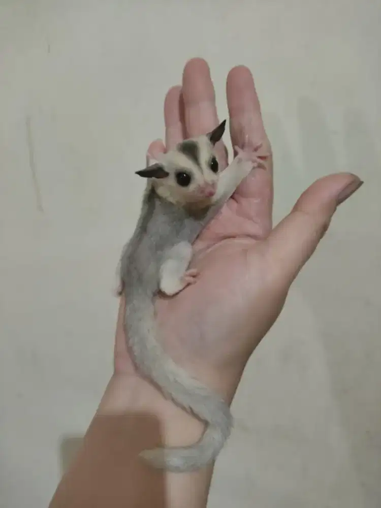 Sugar Glider Joey Mozaik Moza Mozaic Jantan Jinak