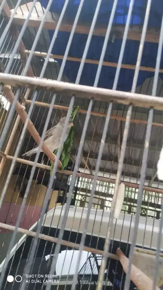 Kenari af starblue gacor