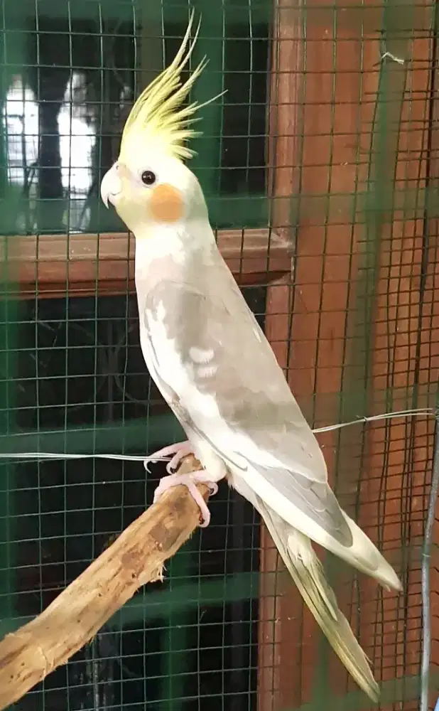 Burung Falk Parkit Australia