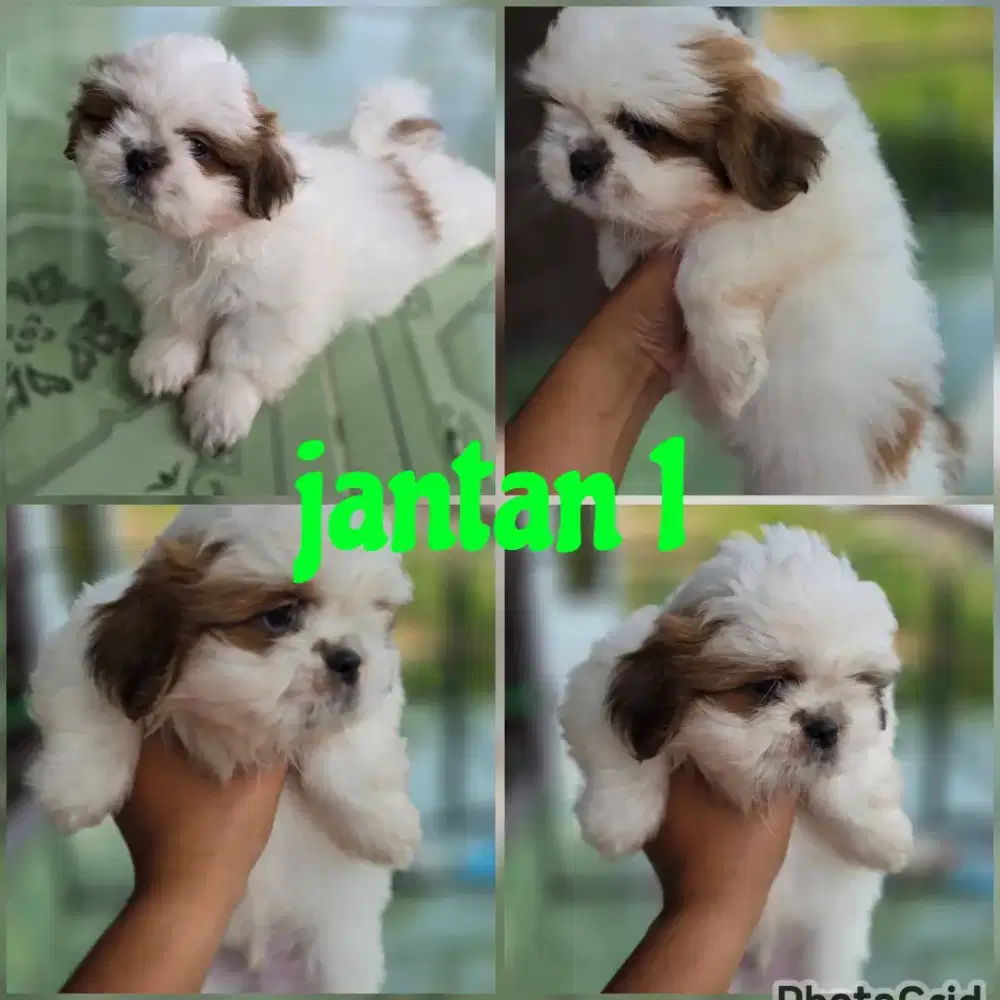 ANJING SHIH TZU