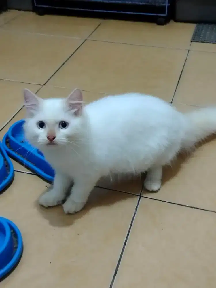 Over adov jantan persia kitten usia 4bulan