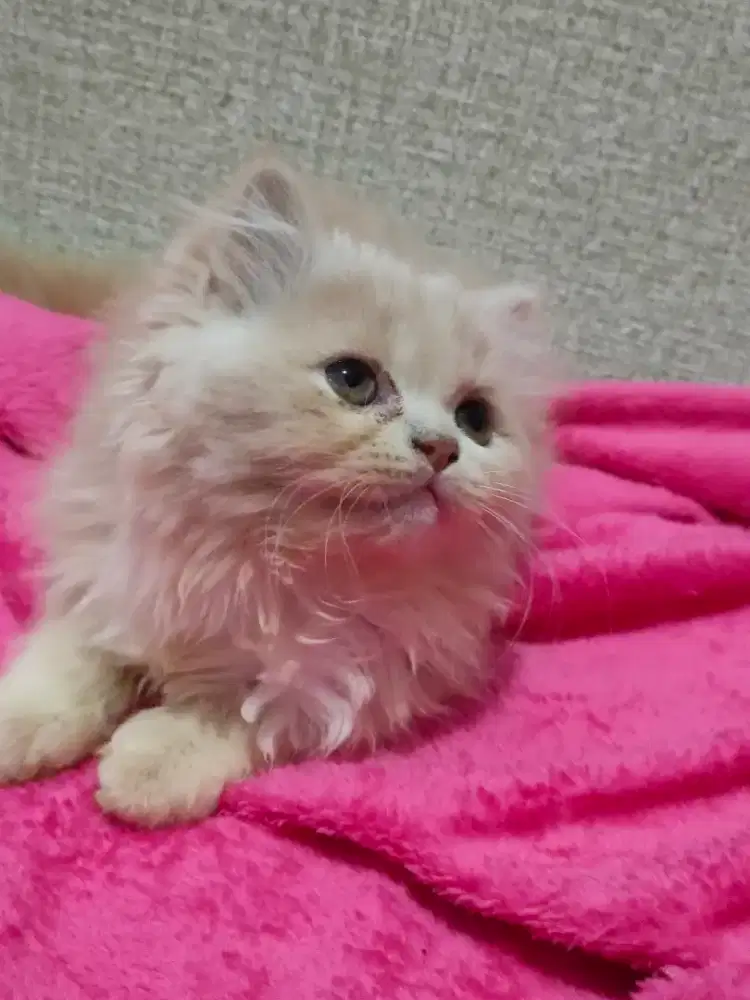 Kitten Persia Jantan 2.5 bulan