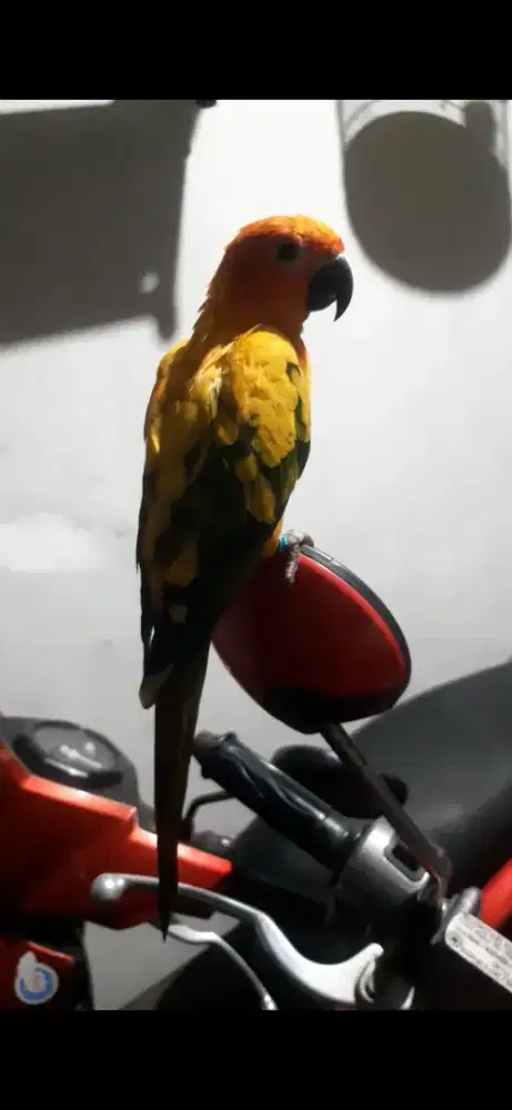 Burung import sun conure