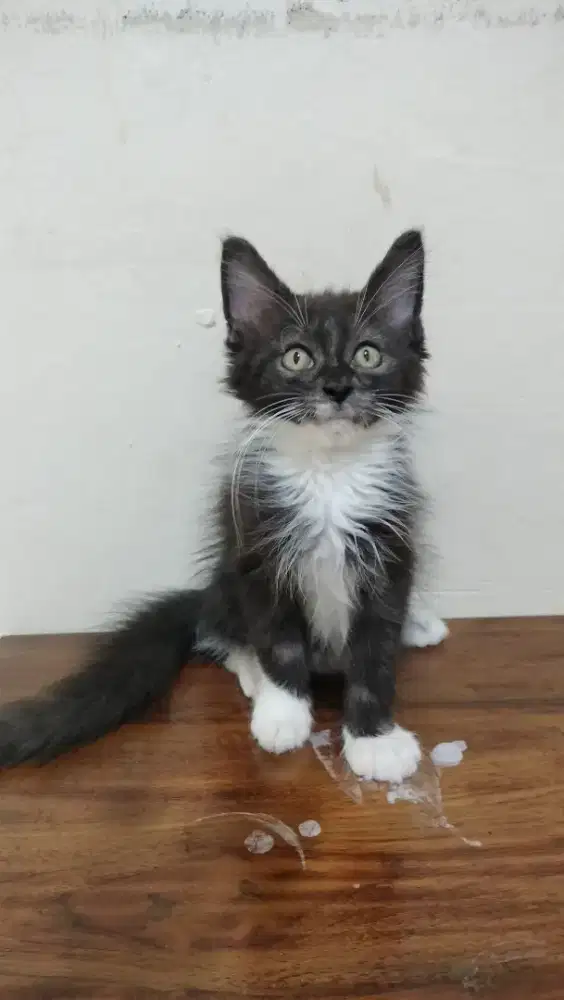 Mainecoon pure jantan