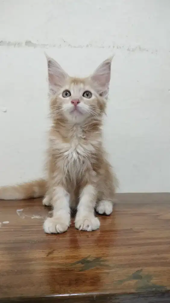 Mainecoon pure betina cantik