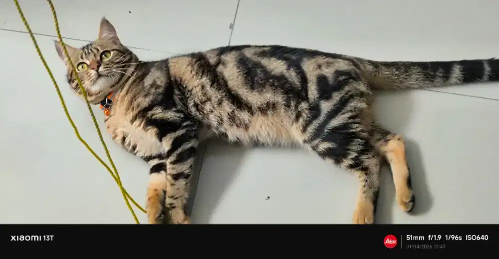 Open Adop Jual  B.E.NG.4L Marbel