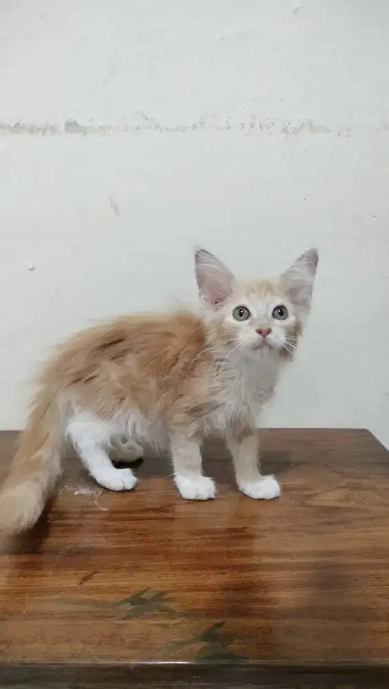 Pure Mainecoon betina