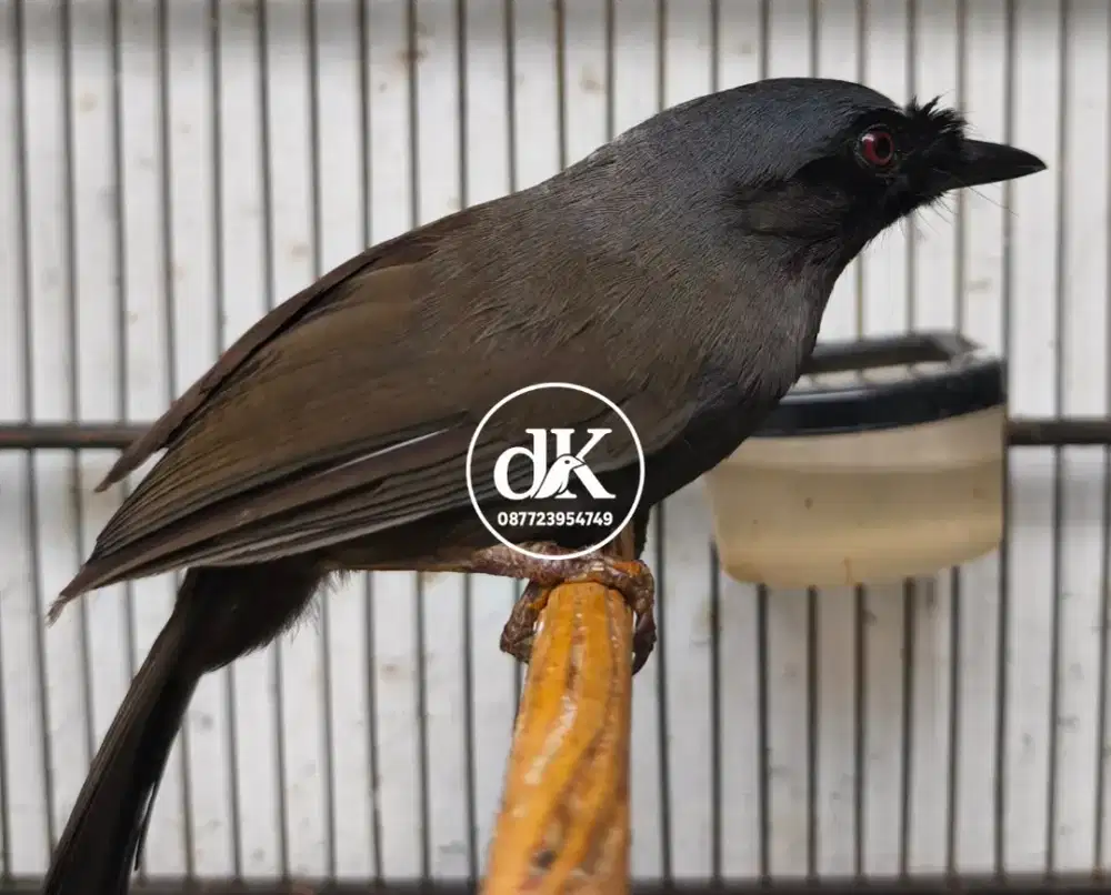 Poksay Hongkong Betina Pipi item