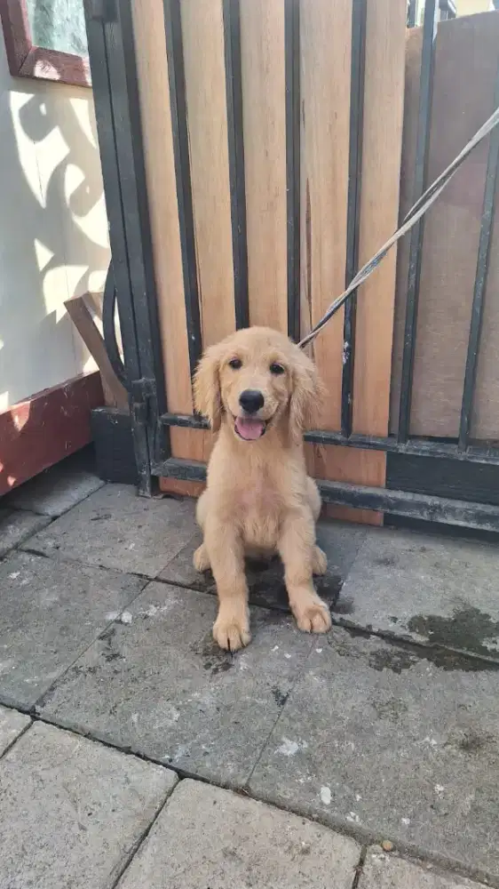 Golden retriever betina