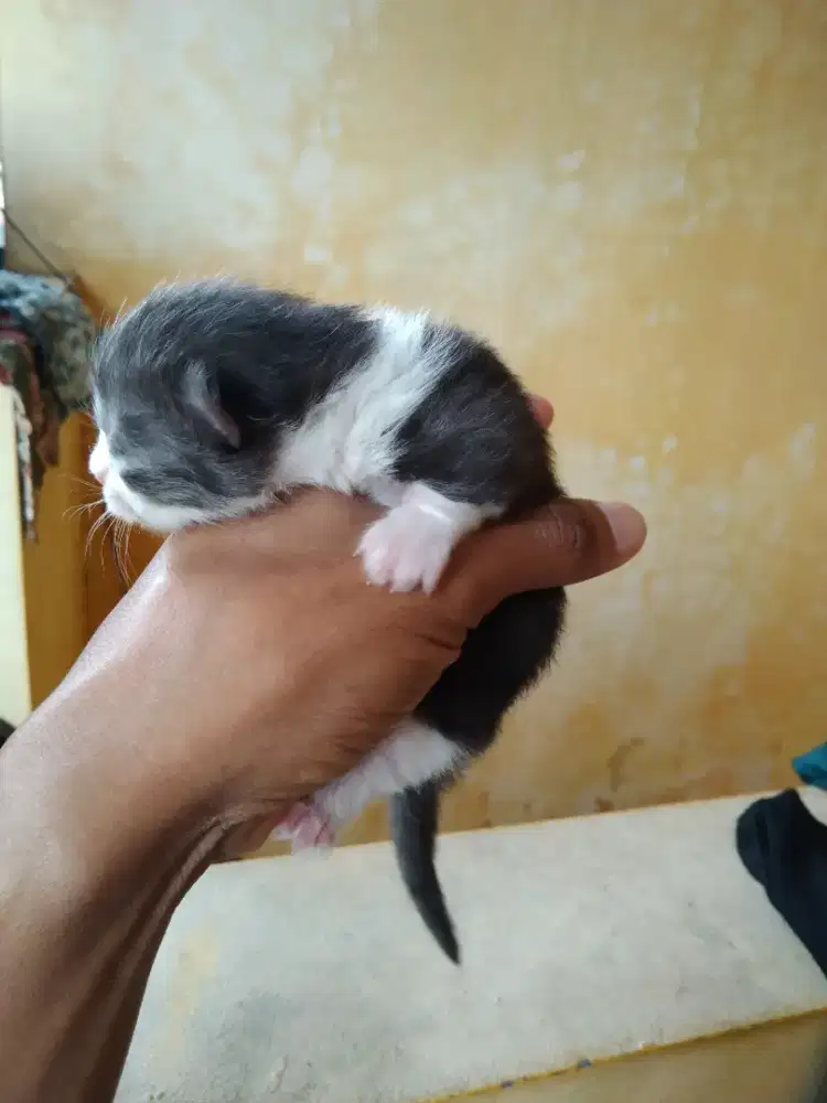 Munchkin atau kaki bogel