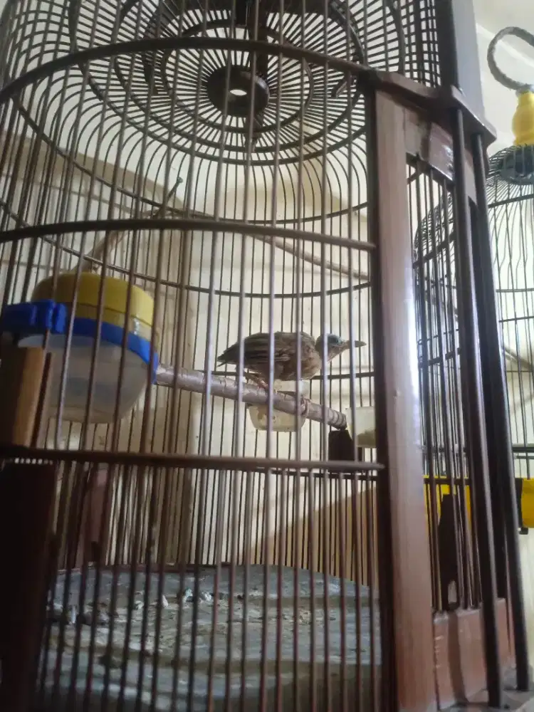 Burung wambi MH bondol pulset
